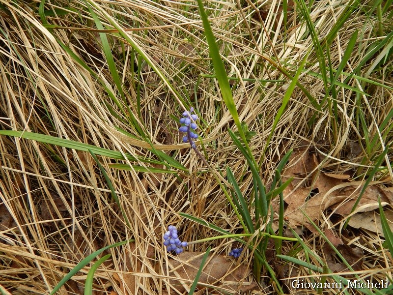 Muscari sp. (Asparagaceae)